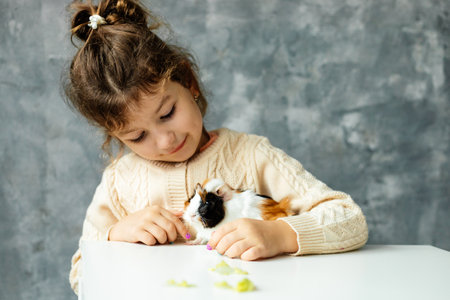 Happy little girl of kindergarten age play with white-orange-black guinea pig sitting at table. Furry cavy eat lettuce. Child play with small animal friend. Look after pets. Love animalsの写真素材