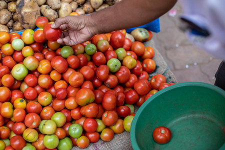 Adult man shift ripe vegggies from large pile of tomatoes into green bucket at Goa market. Human show ripe fruits.の写真素材