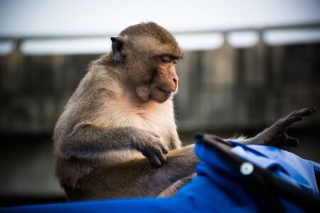 Monkey(Long-tailed macaque) on relax action at BangKhunThian, Bangkok, Thailandの写真素材