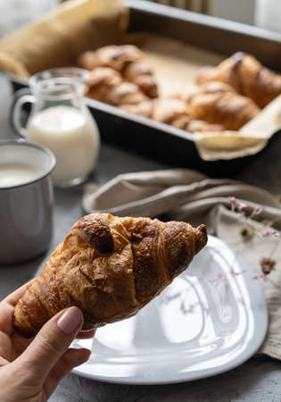 Croissant in hand, milk in glass jar and cup, other croissants on the baking sheet. Close up, healthy breakfast conceptの写真素材