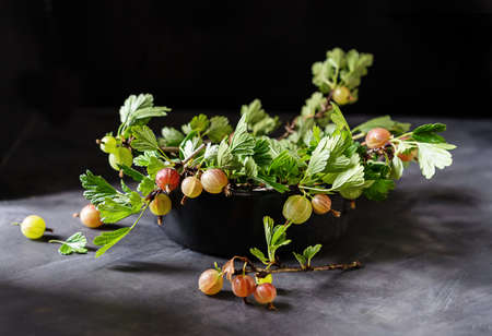 gooseberries with leaves and branches in a black bowlの写真素材