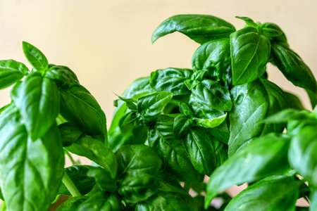 Basil plant closeup on light yellow backgroundの写真素材