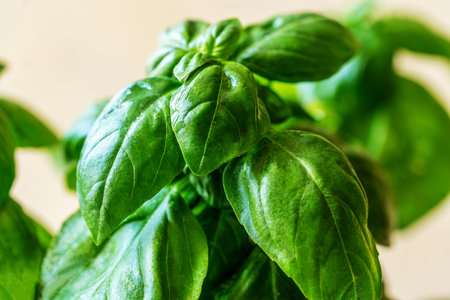 Basil plant closeup on light yellow backgroundの写真素材