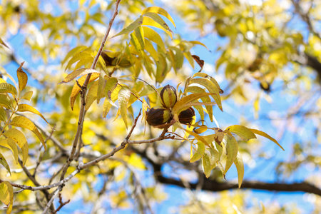 close up of pecan nuts inside husk and fall leafs in backgroundの写真素材