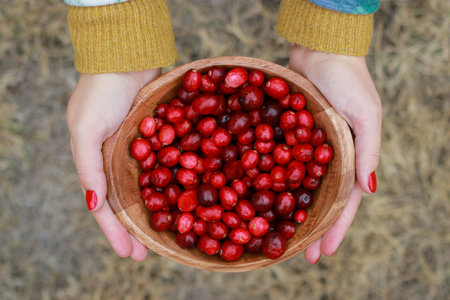 female hands holding a wooden bowl with fresh cranberries, outdoor blurred backgroundの写真素材