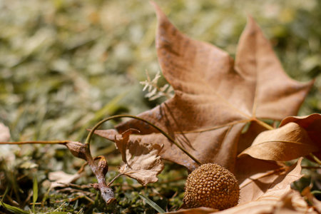 close up of chestnut in golden leaves on the groundの写真素材