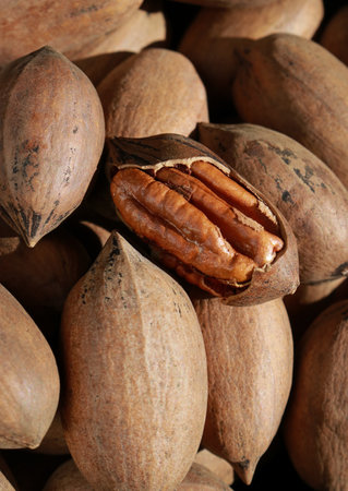 close up of pecan nuts in shell, one nut cracked, backgroundの写真素材