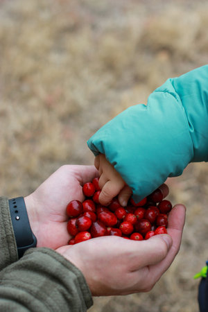 close up of child grabbing fresh cranberries in a wooden bowlの写真素材