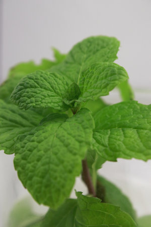 close up of fresh green mint leaves, white blurred background
