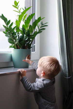 child playing on windowsill, Zamioculcas plant in a pot in backgroundの写真素材