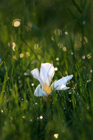 close up of white flower on on grass with raindropsの写真素材