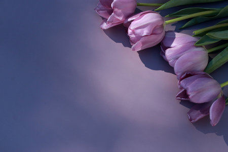 beautiful purple tulips on purple background with copy spaceの写真素材