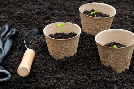 gardening tools and pots with basil sprouts on soil texture backgroundの写真素材