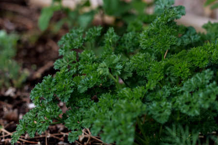 close up of fresh curly parsley growing in the gardenの写真素材