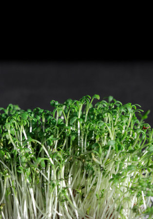 close up of green fresh cress sprouts, black backgroundの写真素材