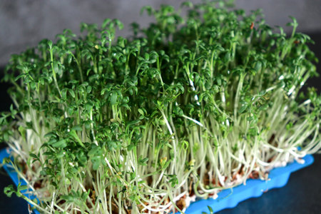 close up of green fresh cress sprouts in a blue plastic box, black backgroundの写真素材