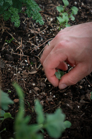 close up of mans planting sprouts in soil. Home organic herb gardenの写真素材
