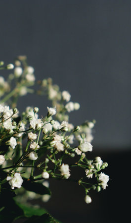blurred white gypsophila flowers background with soft retro filter and copy spaceの写真素材