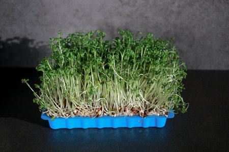 close up of green fresh cress sprouts in a blue plastic box, black backgroundの写真素材