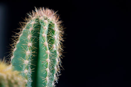 Close up of green textured cactus isolated on black backgroundの写真素材
