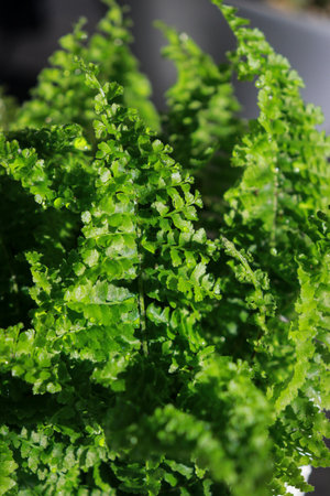 Close up of a beautiful fern plant in white flowerpot on dark grey table.の写真素材