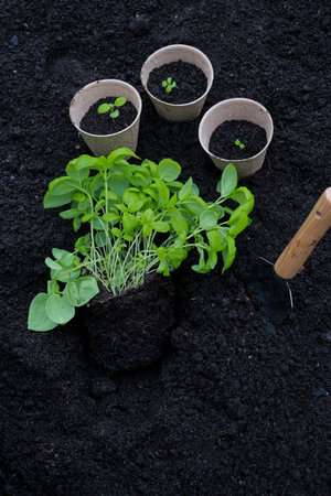 peat pots with sprouts and basil plant on soil texture background