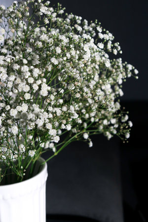 beautiful small white gypsophila flowers, dark background with copy spaceの写真素材