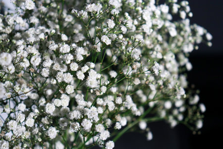 beautiful small white gypsophila flowers, dark background with copy spaceの写真素材