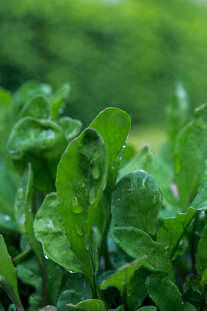 close up of young spinach plants, green blurred backgroundの写真素材
