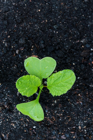 top view of small radish seedling plant growing in soil