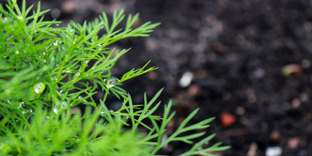 close up of fresh dill plant growing in the garden, with copy spaceの写真素材