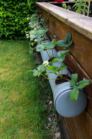 blooming strawberry plants growing in a pipe as a pot, hanging on wooden wallの写真素材