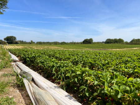 Plantation of fresh strawberries on a field. Organic food concept.の写真素材