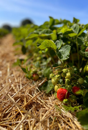 close up of fresh strawberries growing on a field. Organic plantation concept.の写真素材