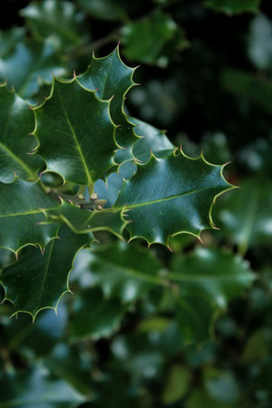 Close up of green holly plant tree leavesの写真素材