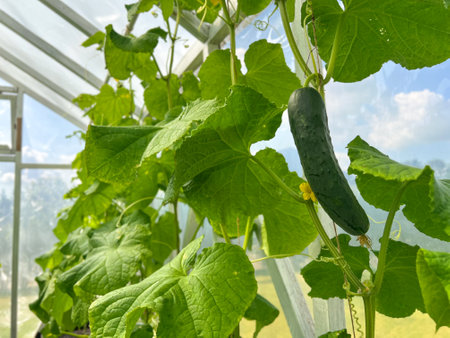 Close up of a young cucumber plants growing in a green house, eco agriculture conceptの写真素材