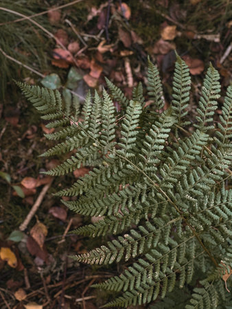 Close up of green fern foliage in the forestの写真素材