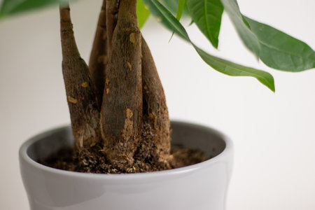 Close up of a trunk of a Pachira aquatica plant, growing in a pot standing on white table in a room at homeの写真素材