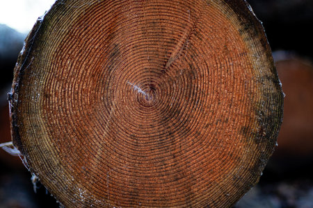 Close up of wood texture of cut tree trunkの写真素材
