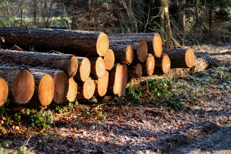 Close up of log trunks pile. Sawn and marked trees from the forest
