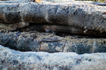 Close up of log trunks pile. Sawn and marked trees from the forestの写真素材