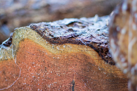 Close up of wood texture of cut tree trunkの写真素材