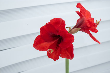 Close up of elegant red amaryllis flowers on white backgroundの写真素材