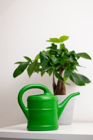 A green watering can near a plant growing in a pot standing on white table in a room at homeの写真素材