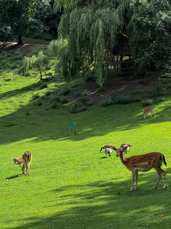 Deer walking and feeding on green grass meadow, wild park in Germanyの写真素材