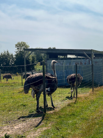 Many ostrich birds at a farm behind fence, sunny daylight and blue skyの写真素材