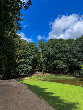 Walking path and green grass meadow in a wild park in Germanyの写真素材