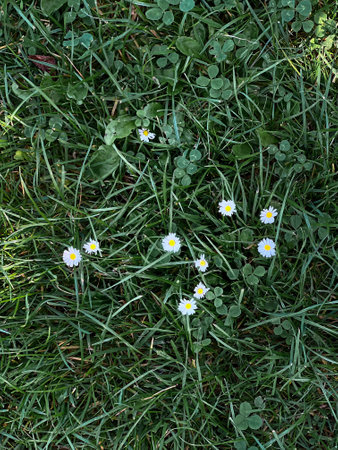 Top view of green grass with white daily flowers, natural backgroundの写真素材