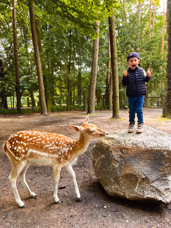 Cute happy toddler boy showing thumbs up standing on a rock near a young deer in wild forestの写真素材