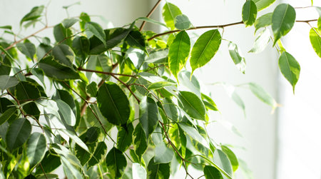 Close up of green leaves of a benjamini ficus plant growing in a pot at homeの写真素材
